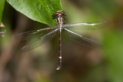 Heliogomphus scorpio