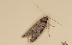 Philobota orescoa