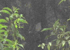 Leptotila megalura