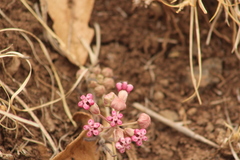 Asclepias senecionifolia