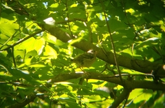 Pipilo erythrophthalmus