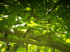 Pipilo erythrophthalmus