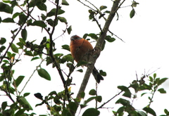 Microspingus erythrophrys