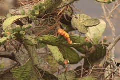 Opuntia lasiacantha