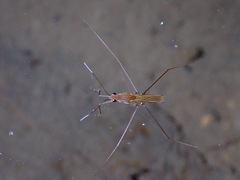 Limnometra