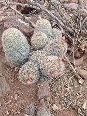 Escobaria chihuahuensis