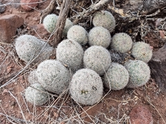 Escobaria chihuahuensis