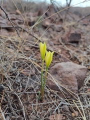 Zephyranthes longifolia