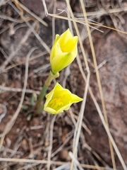 Zephyranthes longifolia