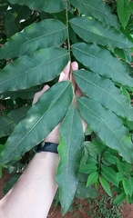 Talisia esculenta