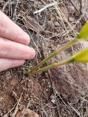 Zephyranthes longifolia