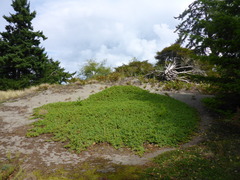 Juniperus rigida conferta