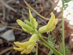 Astragalus californicus