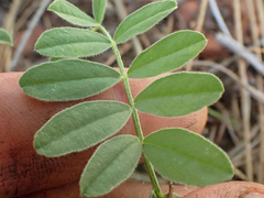 Astragalus californicus