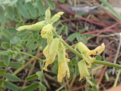 Astragalus californicus
