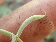 Astragalus californicus