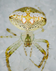 Araneus miniatus
