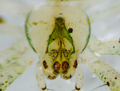 Araneus miniatus