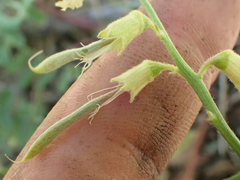Astragalus californicus