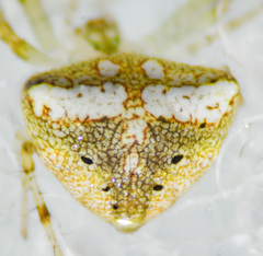 Araneus miniatus