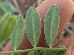 Astragalus californicus