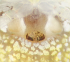 Araneus miniatus