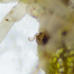 Araneus miniatus