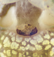Araneus miniatus