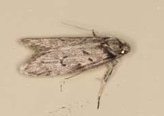 Philobota orescoa