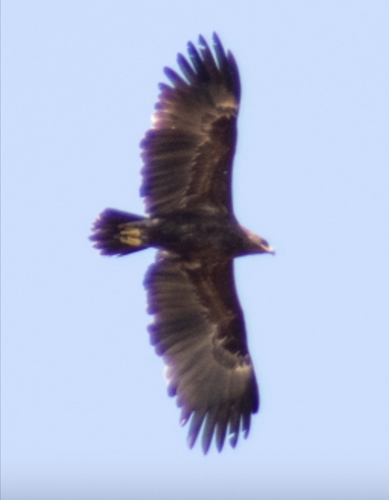 Greater Spotted Eagle