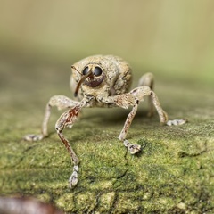 Curculio pellitus