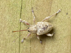Curculio pellitus