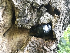 Serrognathus titanus platymelus