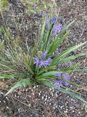 Camassia leichtlinii