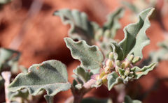 Acleisanthes diffusa