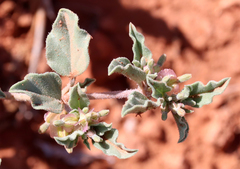 Acleisanthes diffusa