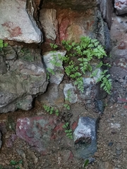 Cystopteris fragilis