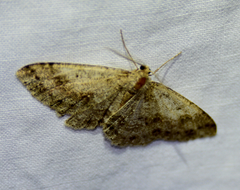 Melanolophia imitata