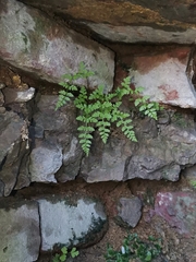 Cystopteris fragilis