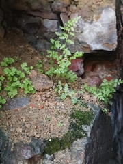 Cystopteris fragilis