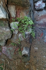 Cystopteris fragilis