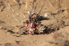 Dudleya farinosa