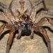 Field Wolf Spider - Photo (c) Ty Smith, some rights reserved (CC BY-NC), uploaded by Ty Smith