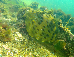 Eubalichthys mosaicus