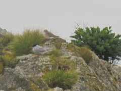 Sterna vittata bethunei