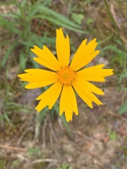 Coreopsis pubescens