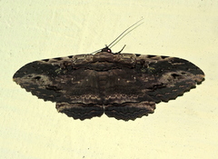 Anisoneura aluco