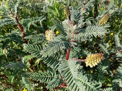 Astragalus pycnostachyus