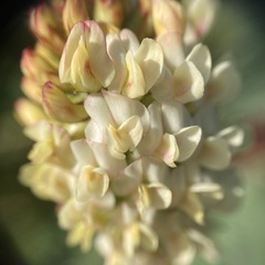Astragalus pycnostachyus