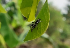 Poecilochroa